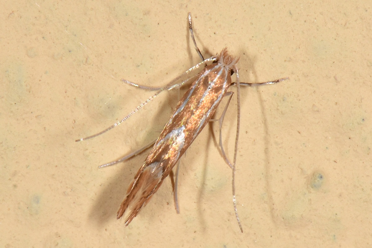 Gracillariidae: Phyllonorycter distentella? Cfr P. leucographella